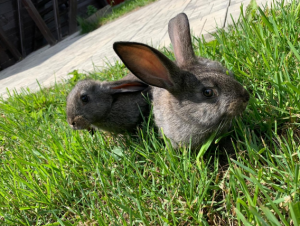 Прогулка с Кроликами